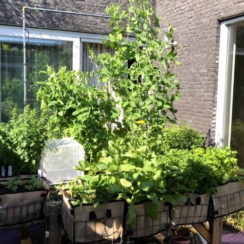 Makkelijke Moestuin mini in mandjes aan een Makkelijke Moestuinbak