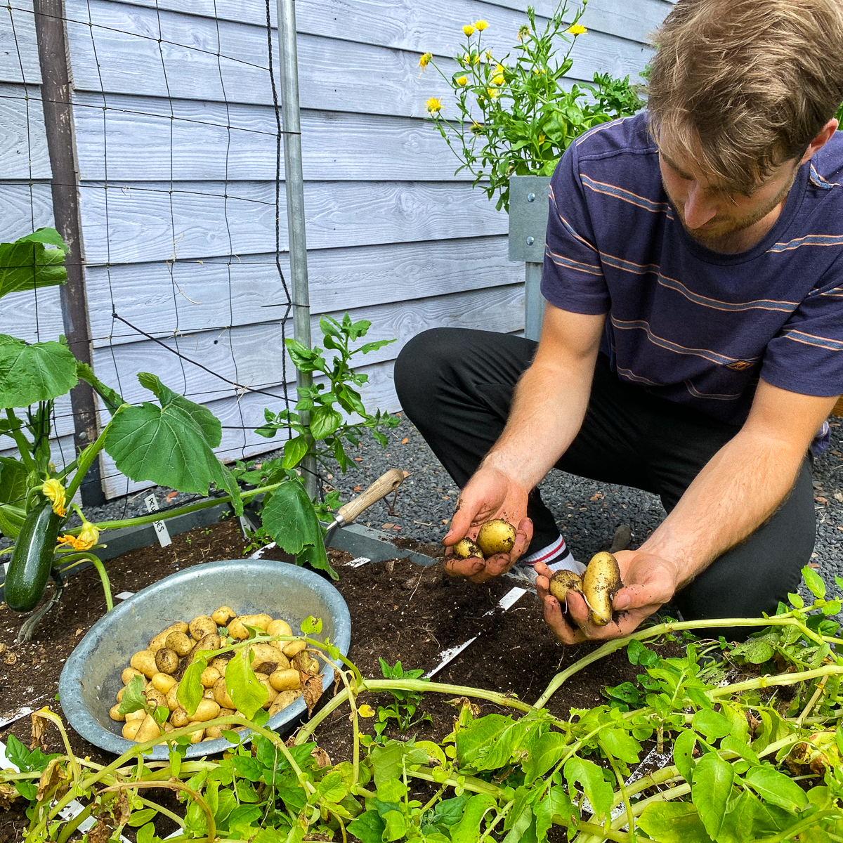 De aardappelplanten worden geel en vallen om: tijd om te oogsten