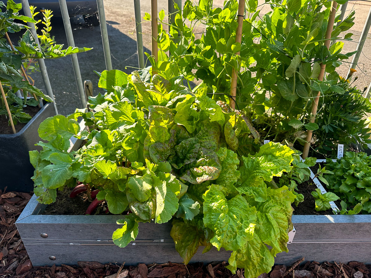 Omhoog schietende pluksla en verdrukte basilicumplantjes