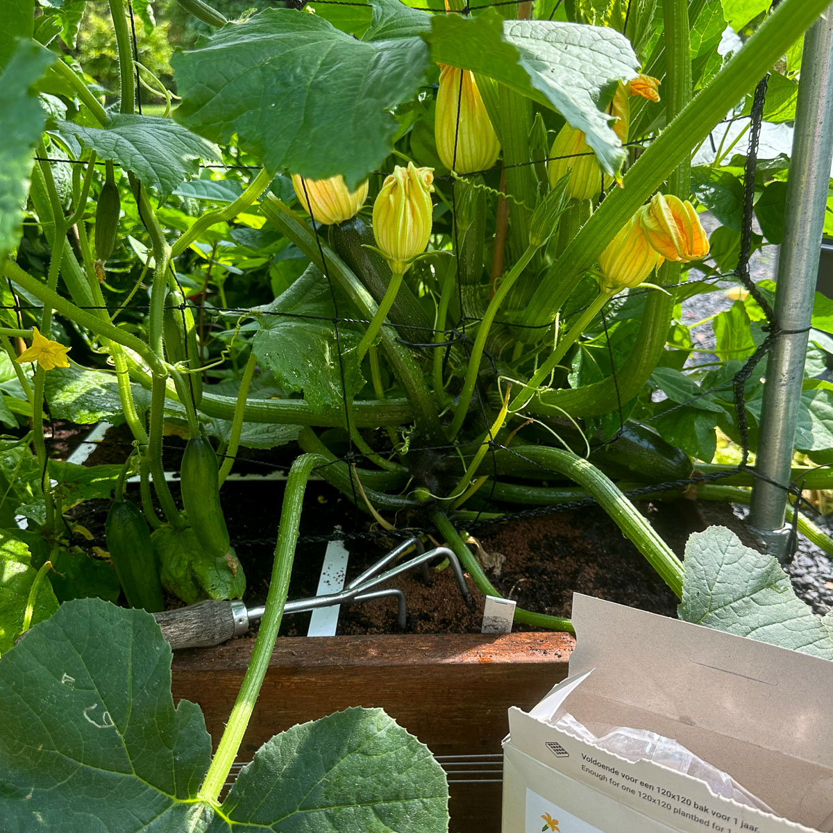 Courgettes hebben regelmatig wat extra voeding nodig.