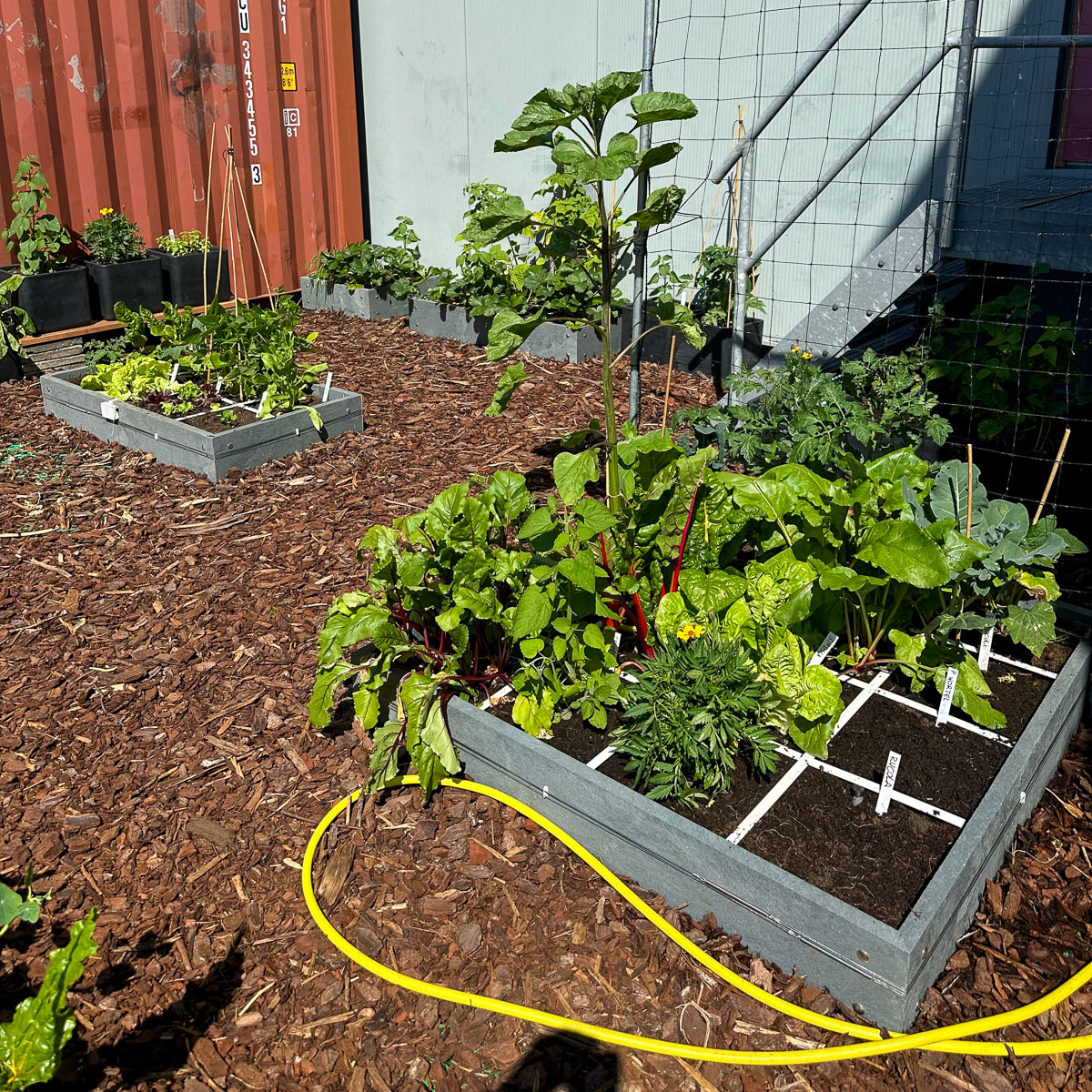 Hitte in de lunchtuin bij onze loods
