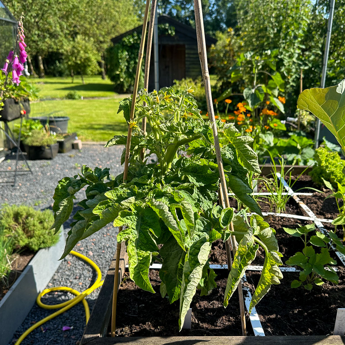 Wigwam van bamboestokken bij de balkontomaat