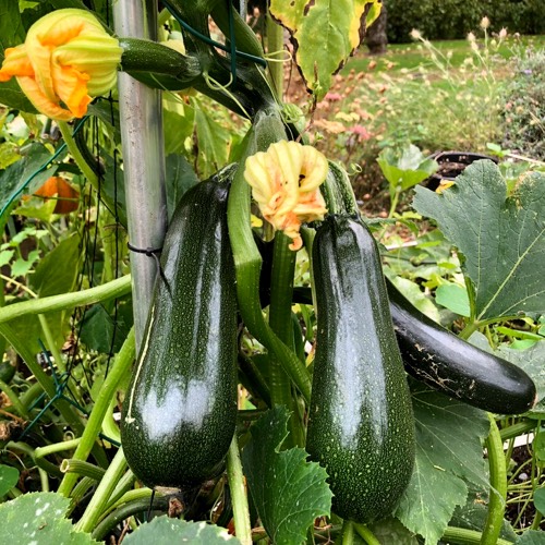 Oversized courgettes in the garden