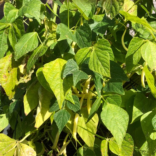 Butter beans and tomatoes ripening in the sun