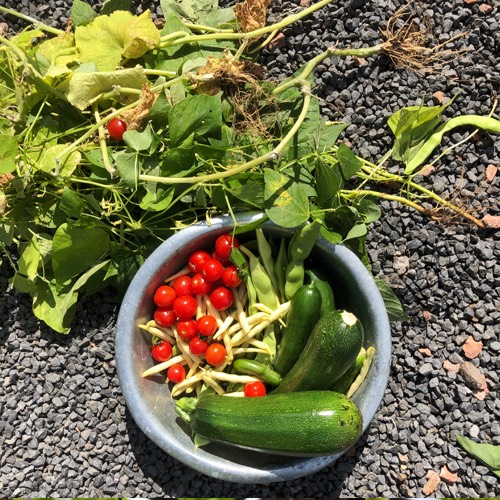 Harvest vegetables when they're ripe and don't leave them hanging too long