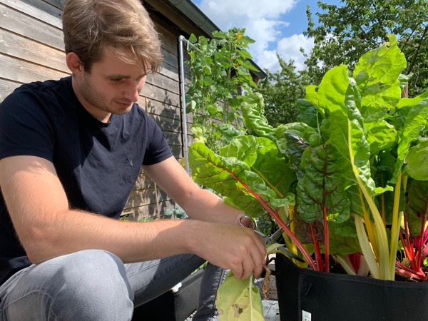 Cutting away yellowing leaves from garden plants