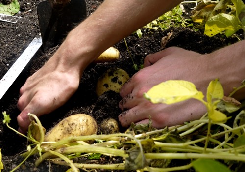 Potatoes are only ready to harvest when the leaves and stems turn yellow