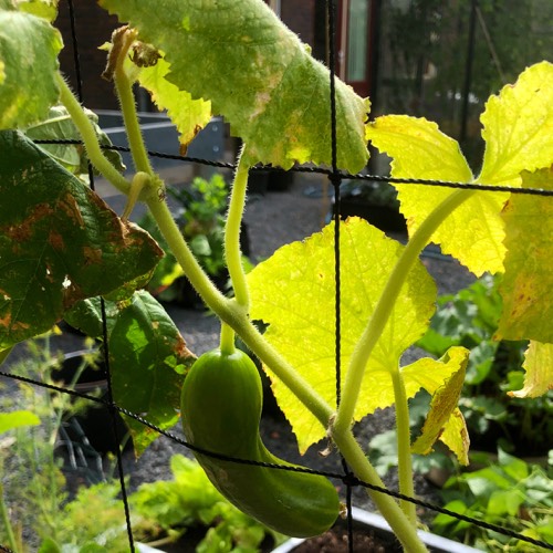 The top of a cucumber plant has dried out and the plant will not grow any more