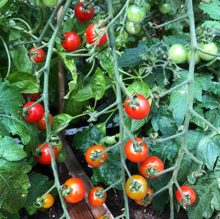 Tomatoes that ripen in the sun are sweeter and taste best, much better than tomatoes that ripen in the shade