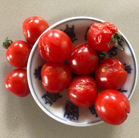 Ripe tomatoes will burst on the vine if they get watered all at once