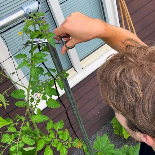 Top your tomato plant in August so the fruit will ripen faster