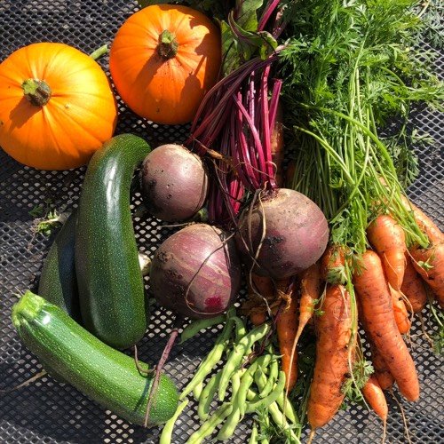 Pumpkins, zucchini and cucumbers are super fun to grow yourself