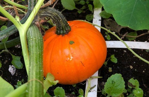 Poisonous zucchini and pumpkin: where did that story come from?