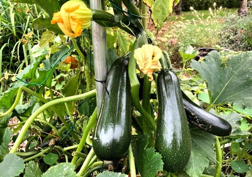 Our climbing zucchini seeds sold in our seed bags will not poison you.
