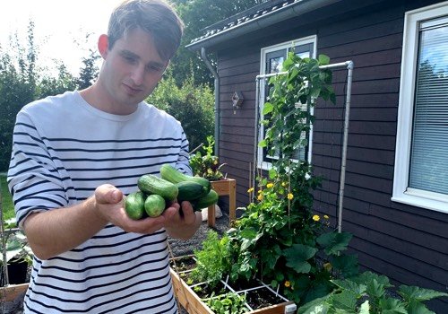 Cucumber Iznik: can't get bitter
