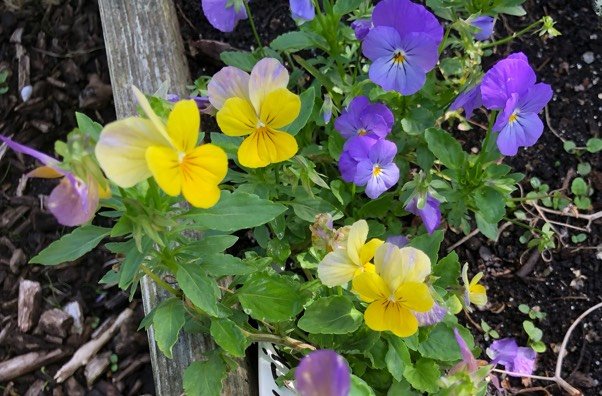 Violets sow themselves in a forgotten raised bed