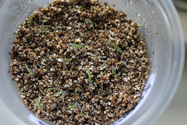 Tomato seedlings emerging in vermiculite