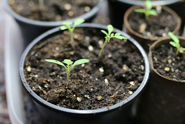 Tomato seedlings growing in small pots and toilet rolls