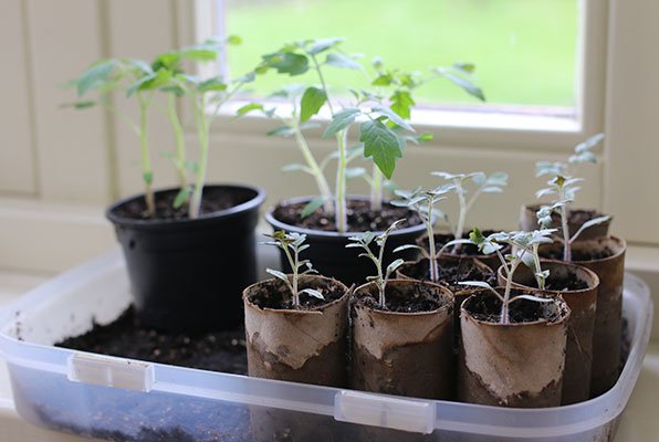 Tomato plants in pots and toilet rolls on a windowsill