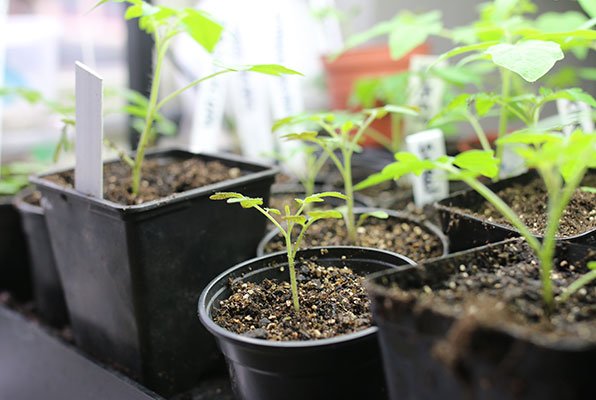Young tomato plants growing under a light