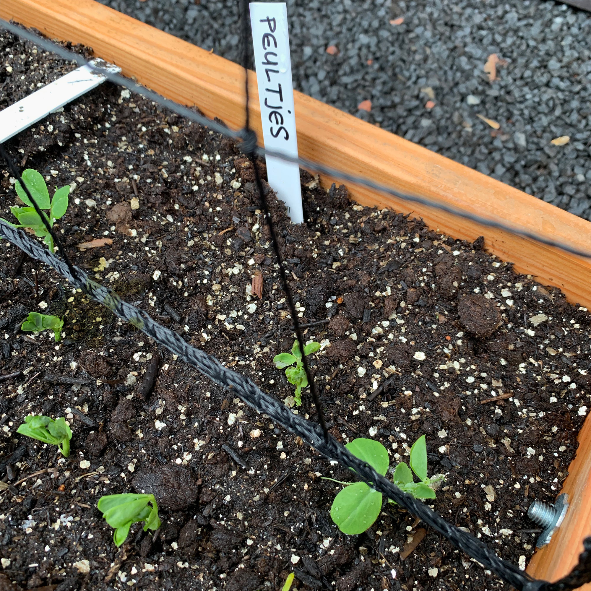 Snow pea