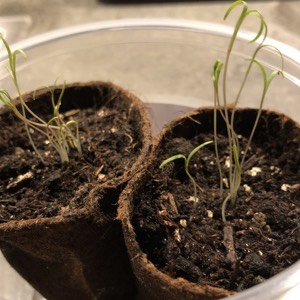 Leggy seedlings with long weak stems on a windowsill