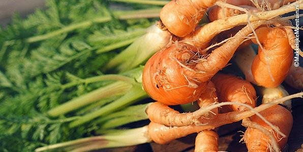 Misshapen carrots caused by transplanting seedlings