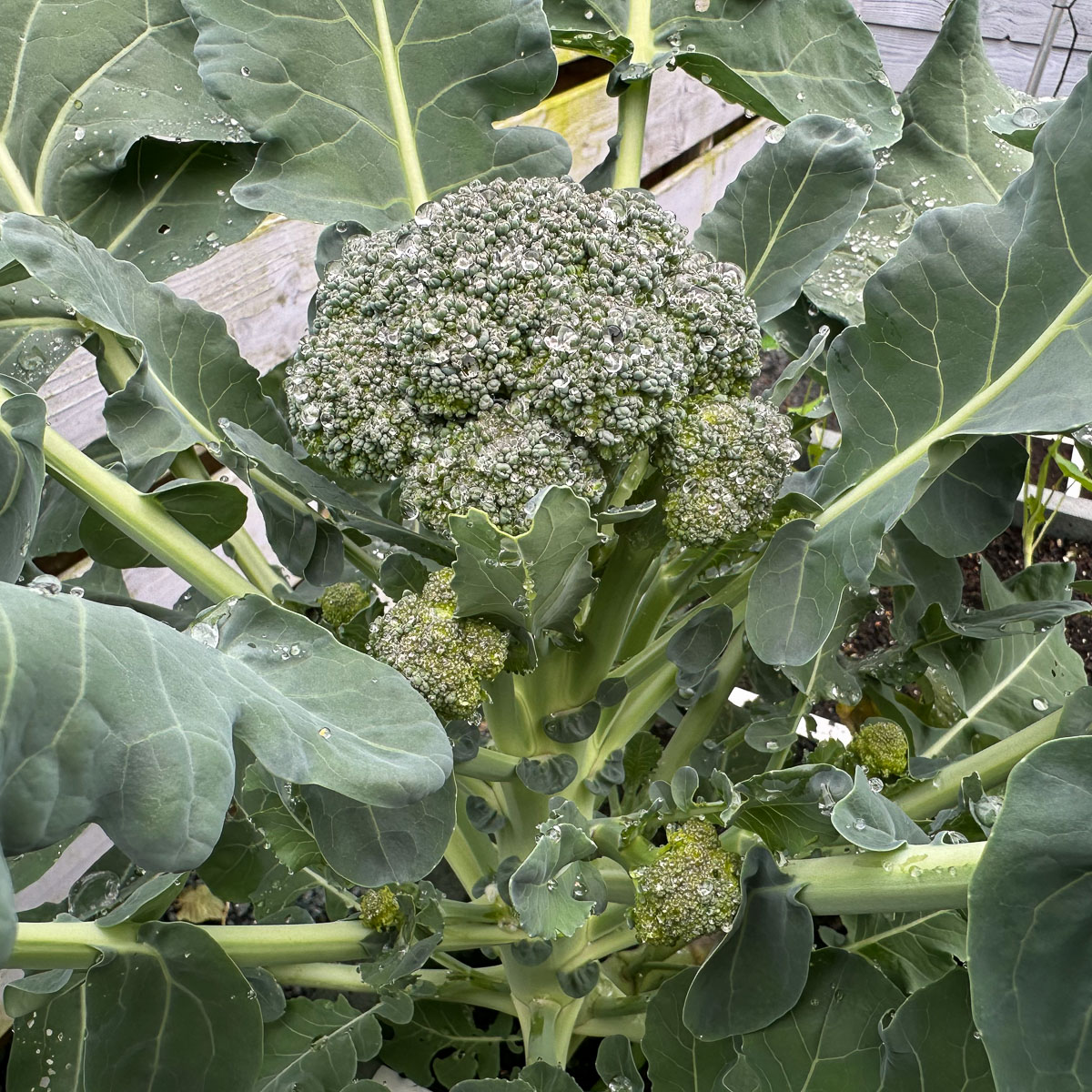 Baby broccoli: klaar voor de eerste oogst en de rest komt er ook al aan
