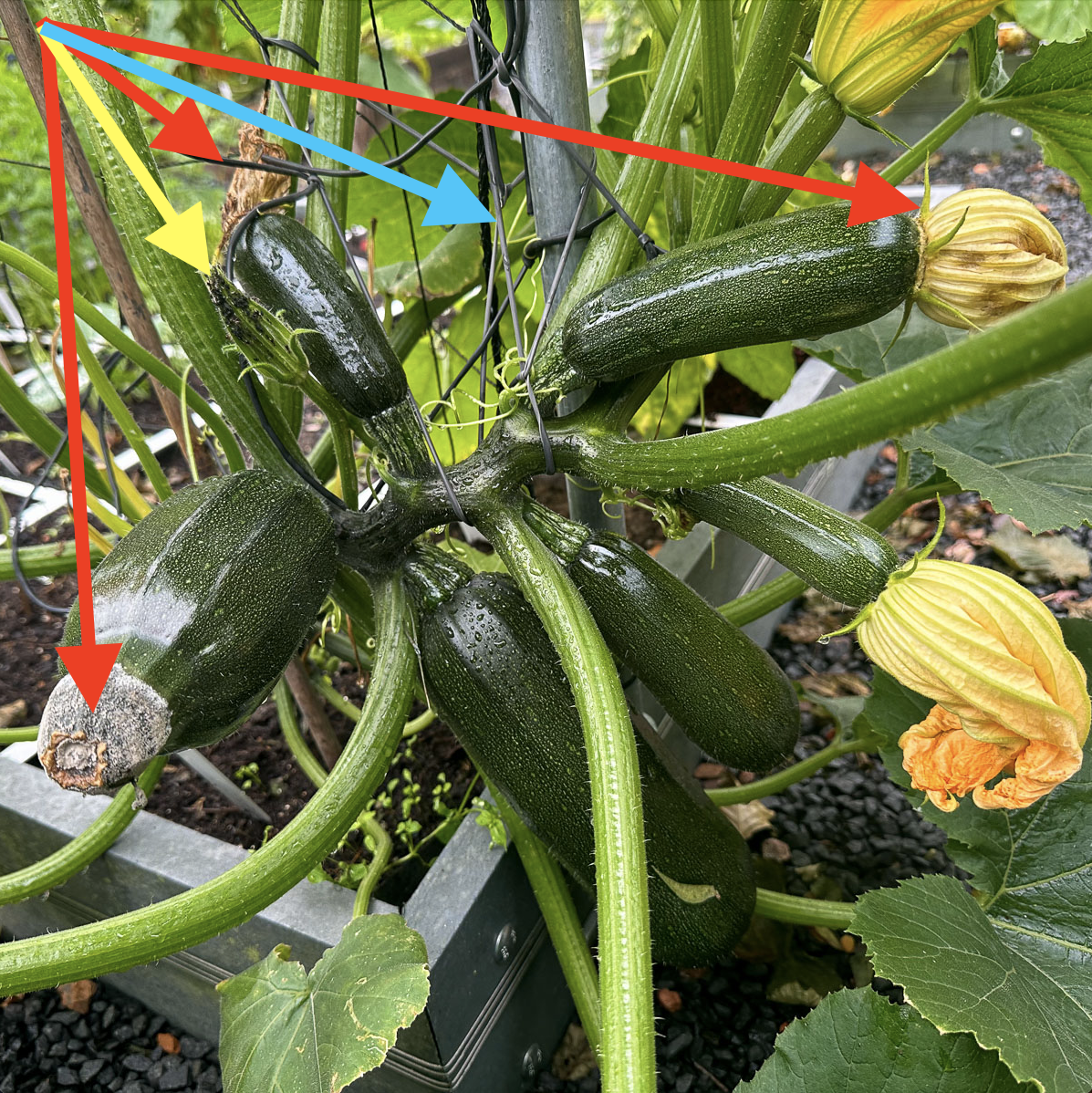 Haal de uitgebloeide bloemen bij courgettes weg om schimmel te voorkomen