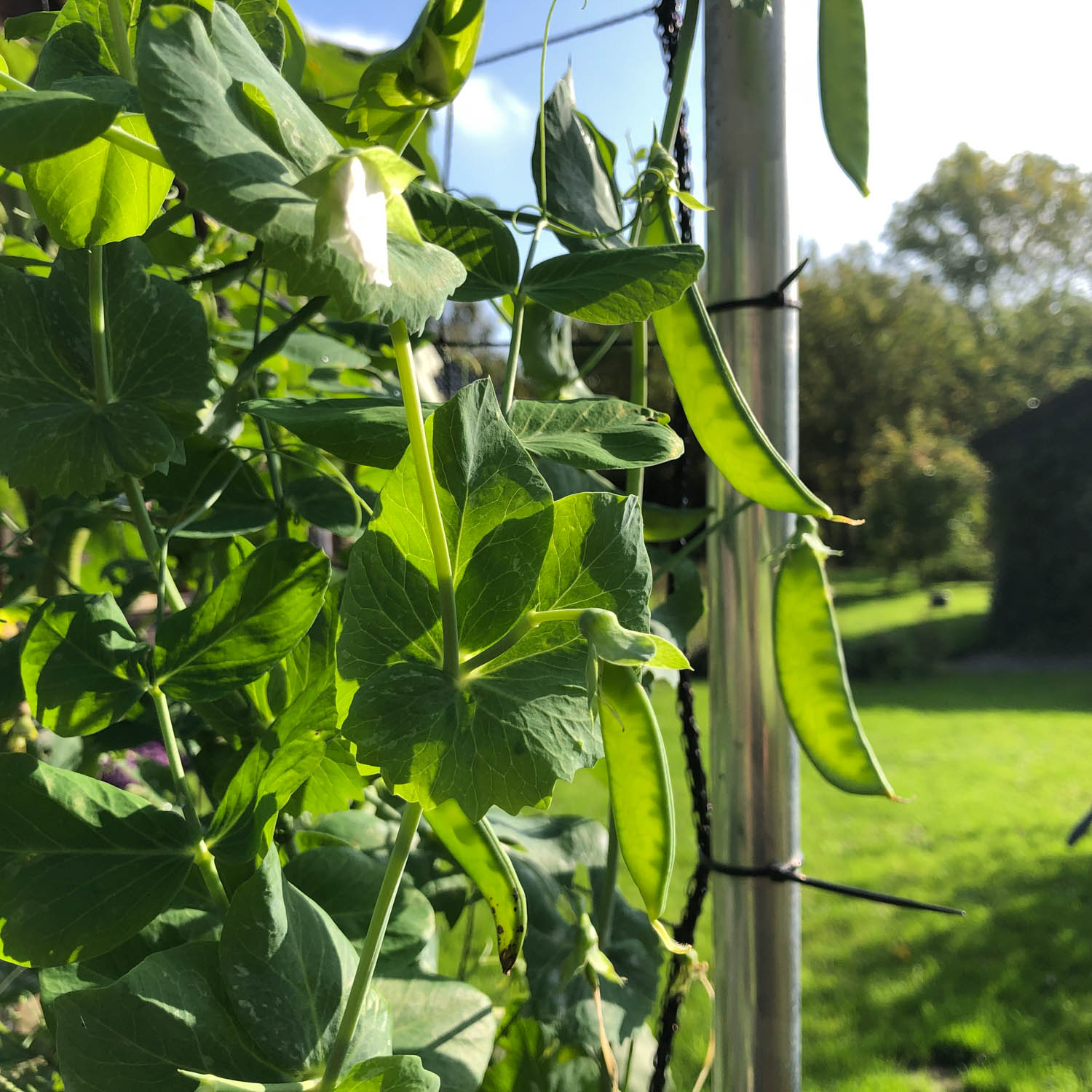 Peultjes in oktober: gezaaid in augustus