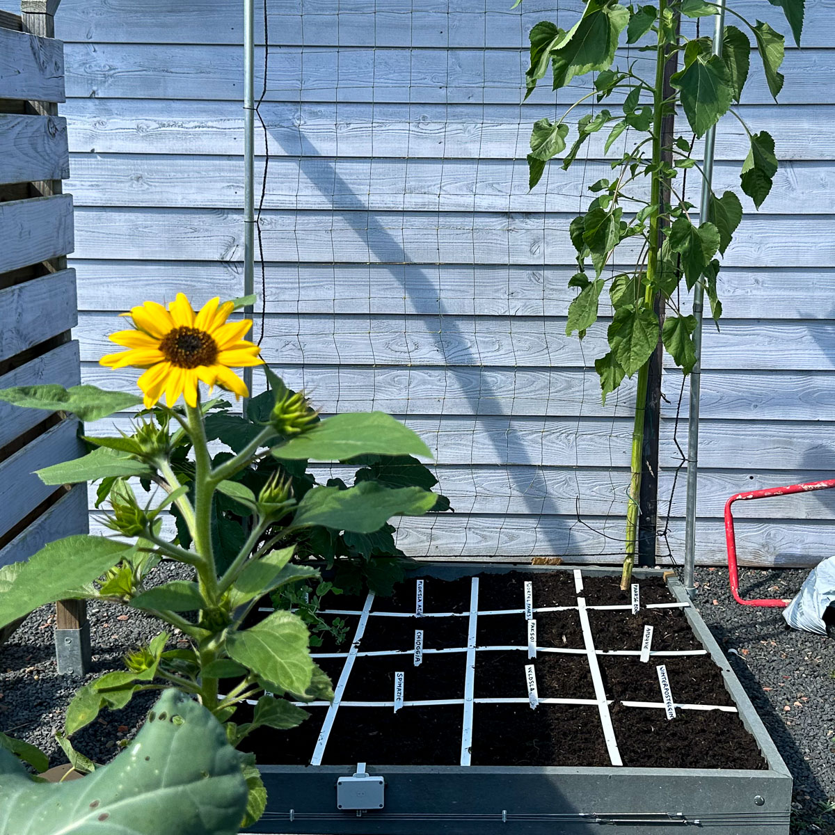 Net ingezaaide Makkelijke Moestuinbak met de zaden uit het Herfstpakket.