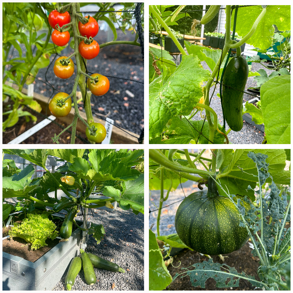 Rijpende tomaatjes, het eerste komkommertje, courgette's en aangevreten palmkool