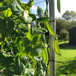 Zadenpakket Herfst