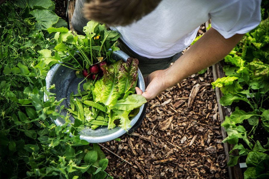Growing and harvesting your own vegetables in the Planty Garden