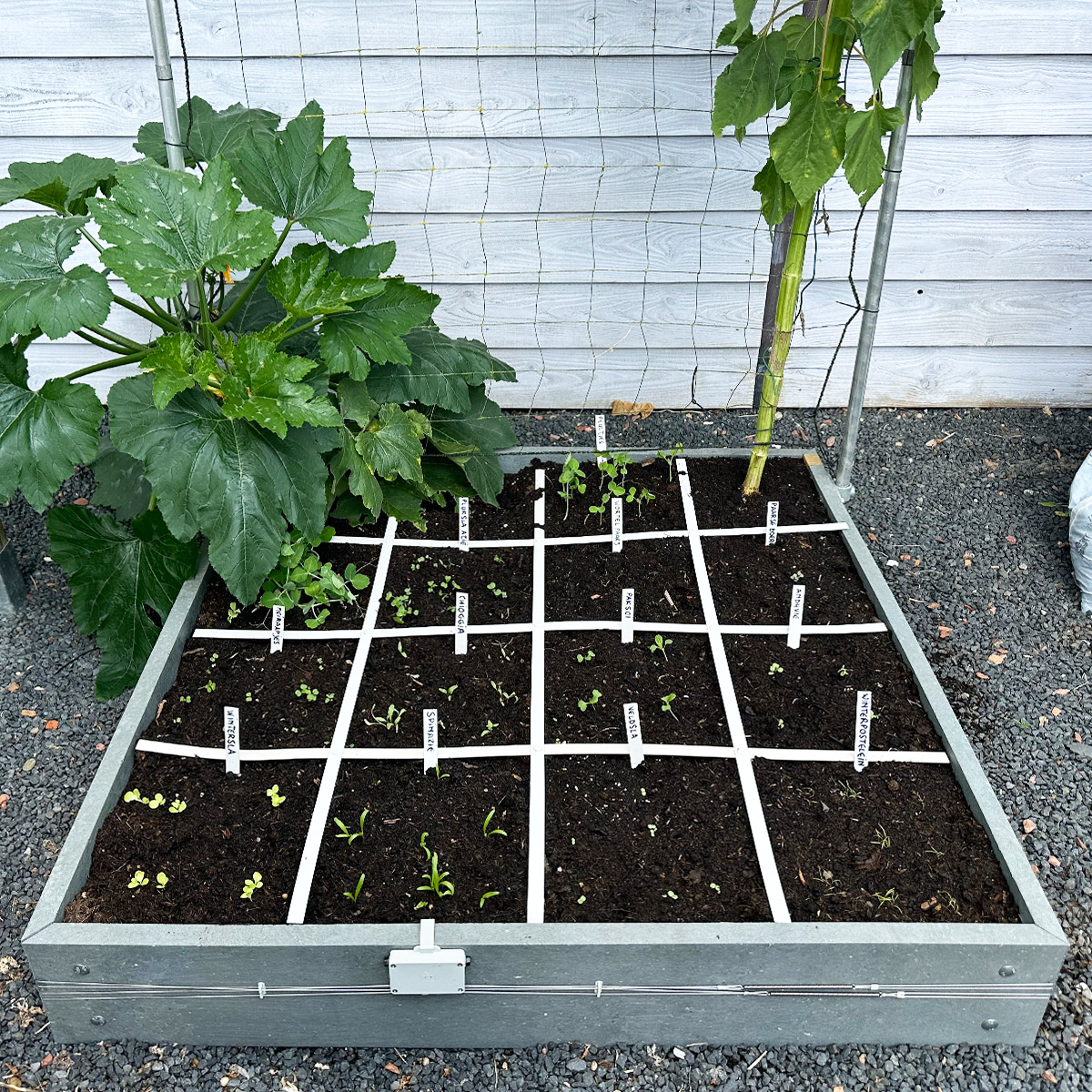 De zaden van het Makkelijke Moestuin herfstpakket komen al mooi op