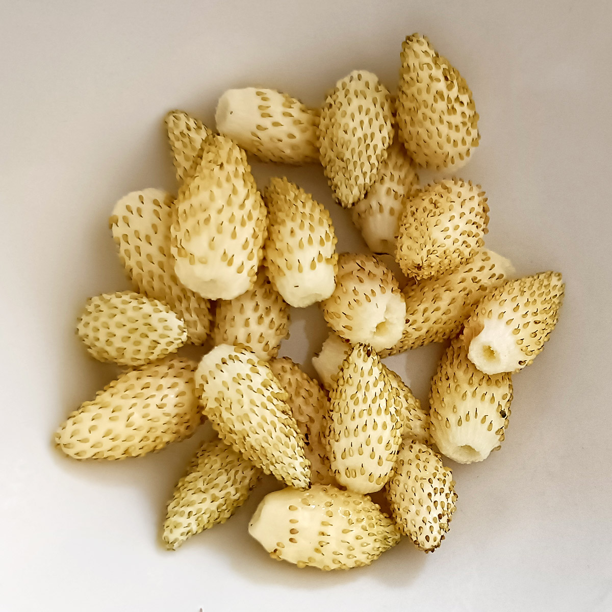 Dagoogst van plantje witte bosaardbeitjes