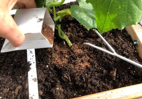 Summer vegetables like cucumber, zucchini and tomatoes need extra nutrients. So add extra plant food when planting and again two months later