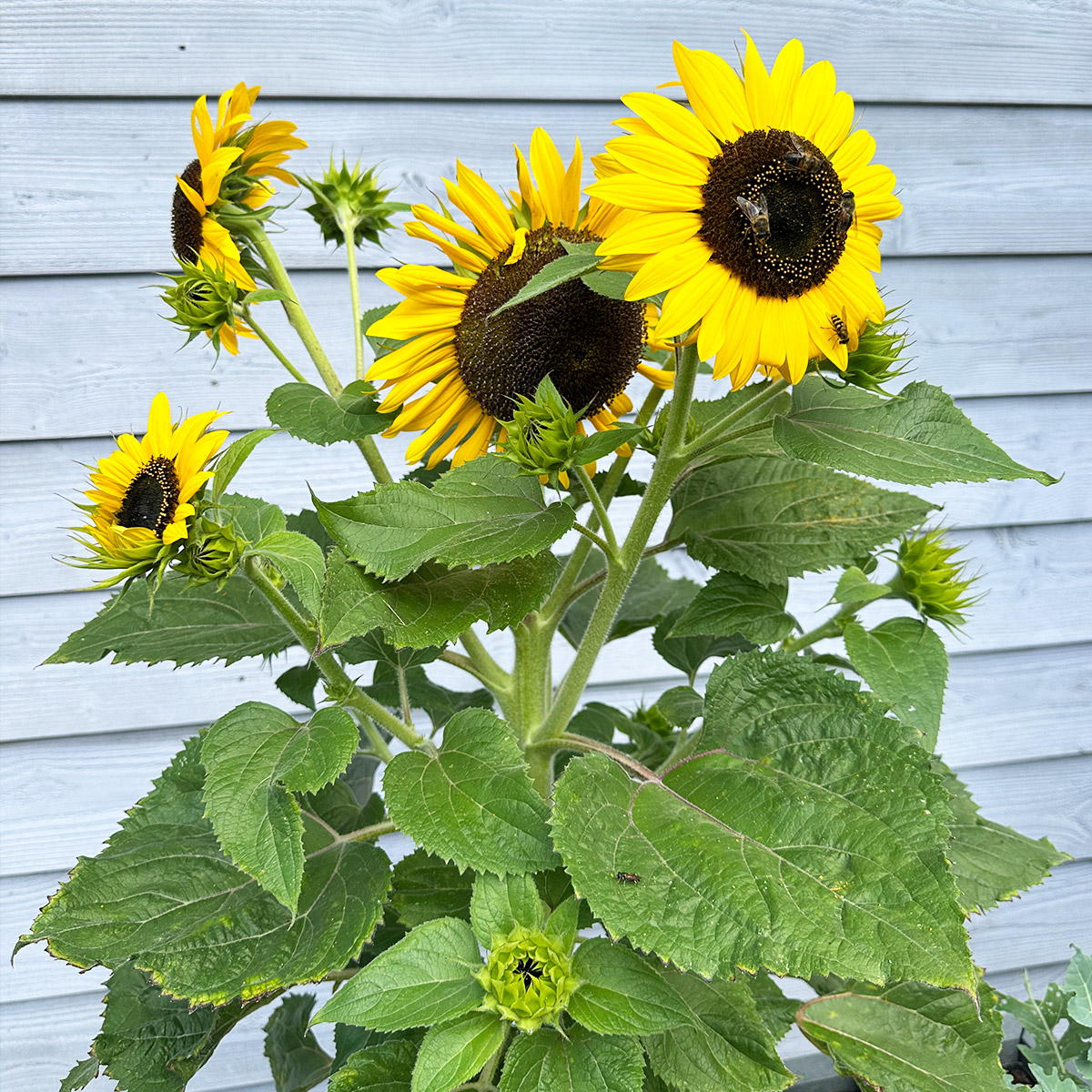 Een vol boeket zonnebloemen, maar dan in een kleine Makkelijke Moestuinbak