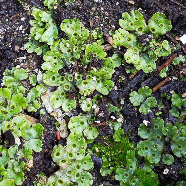 Liverwort growing on the MM-Mix