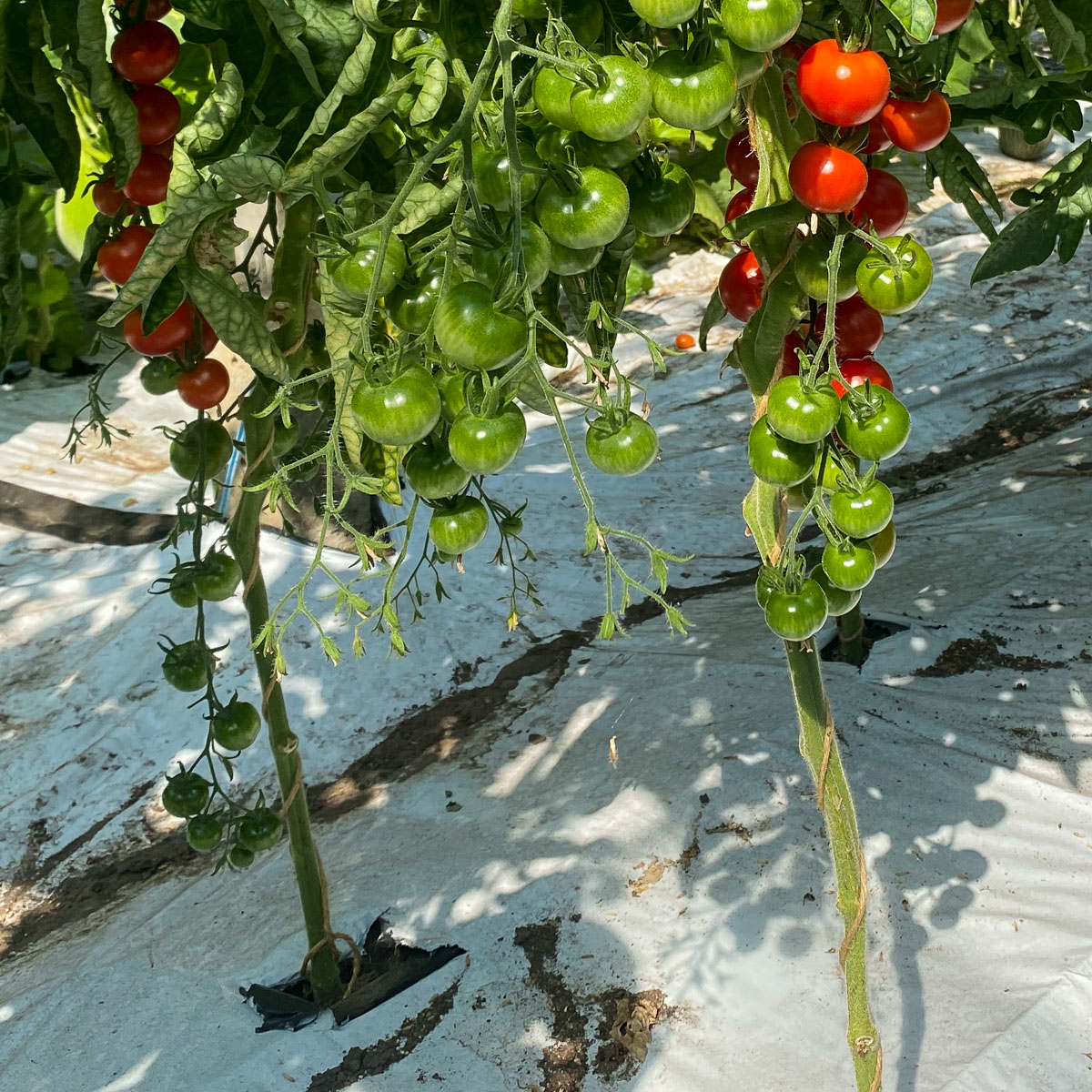 Tomato stems with their lower leaves removed
