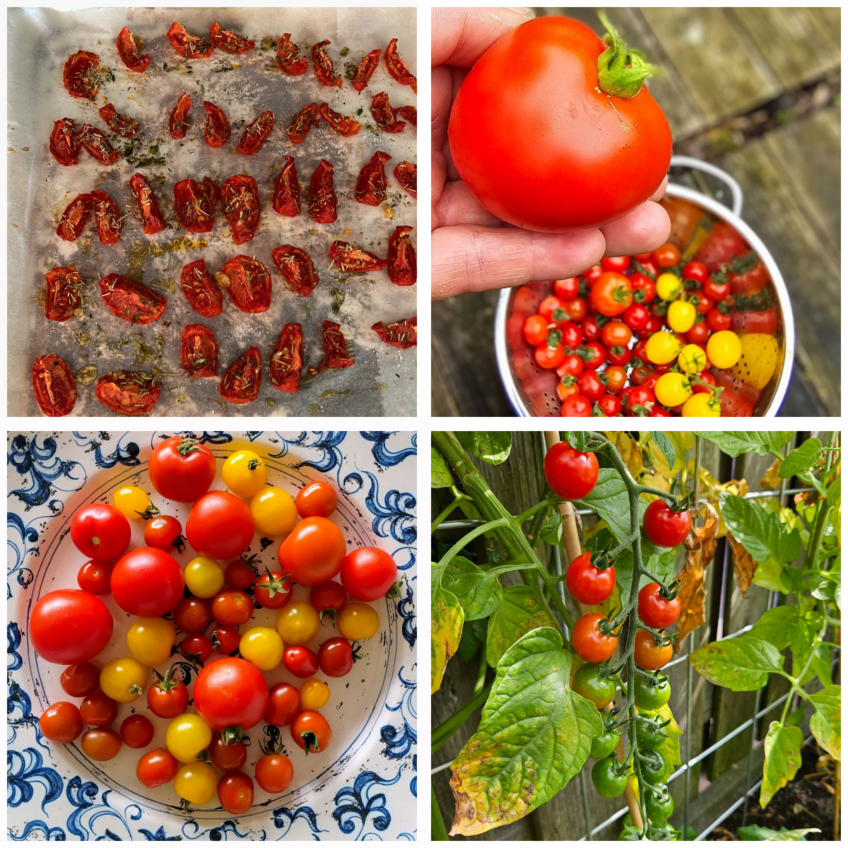 Tomatenfoto's uit de Makkelijke Moestuin community half augustus