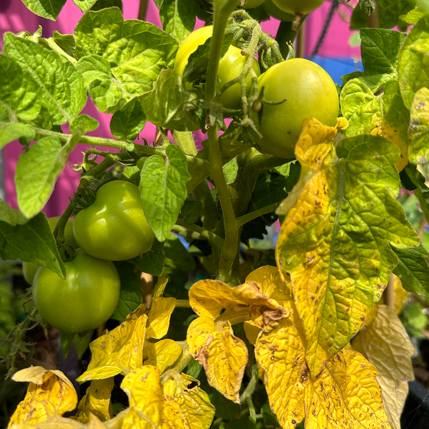 Lelijk blad bij de tomaat: is dat wel of niet de tomatenziekte?