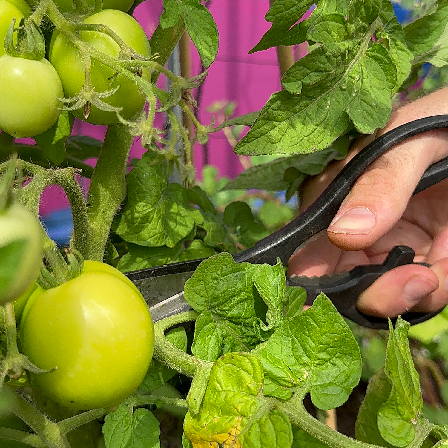 Knip al het lelijke blad bij tomaten zo snel mogelijk weg