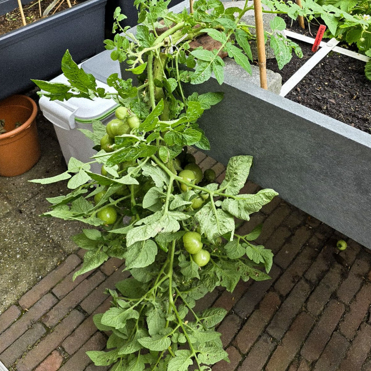 Geef steun aan je tomaten om omknappen te voorkomen