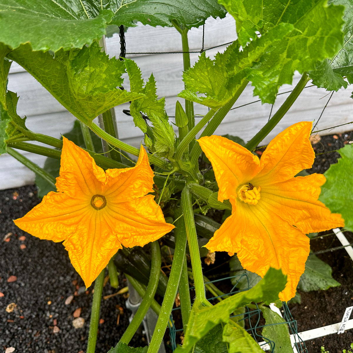 Male courgette flower on the left and female courgette flower on the right