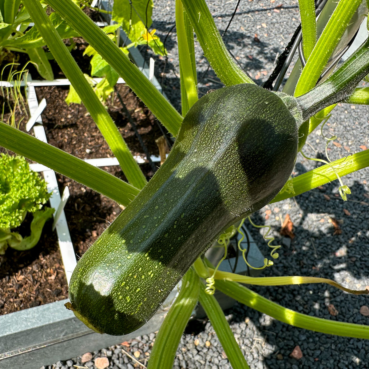 Courgette met een rare vorm