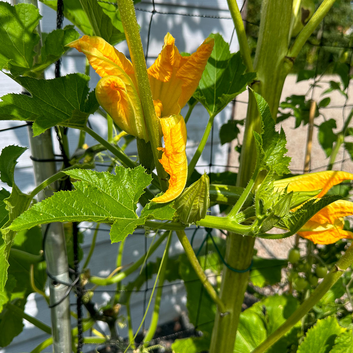 De stengel van de klimcourgette groeide in één week ruim 20 cm