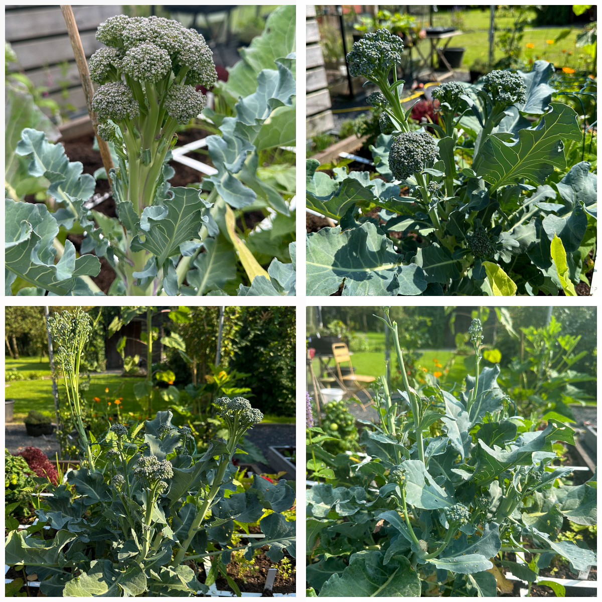 Broccoli-plant op 5 juli, 18 juli, 6 augustus en vandaag
