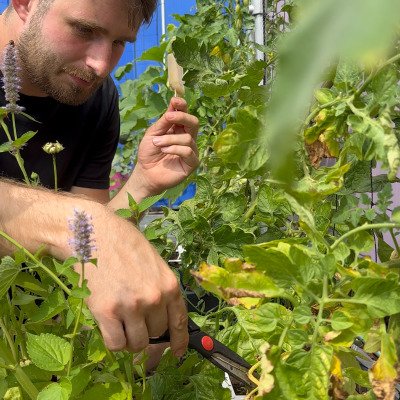 Actuele zomertips - o.a. voor tomaten
