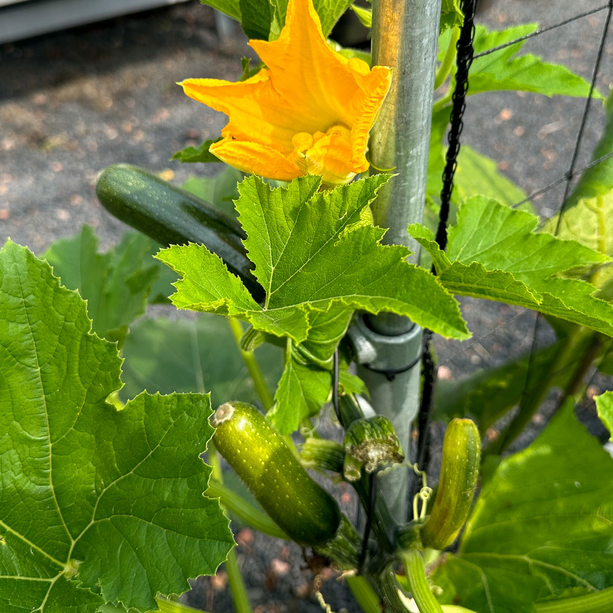 Young courgettes sometimes fall off before they are fully developed